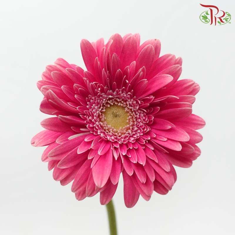Gerbera - Cerise Pink (9-10 Stems)
