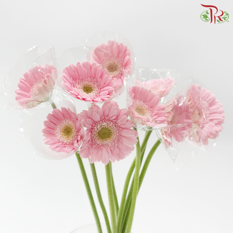 Gerbera Mini - Light Pink (9-10 Stems)