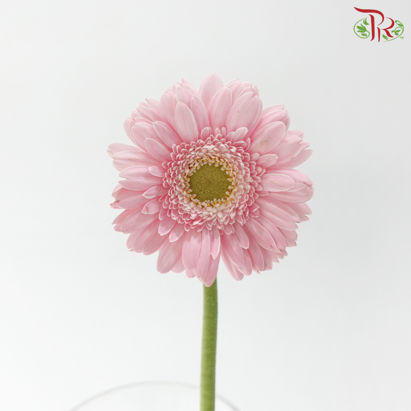 Gerbera Mini - Light Pink (9-10 Stems)