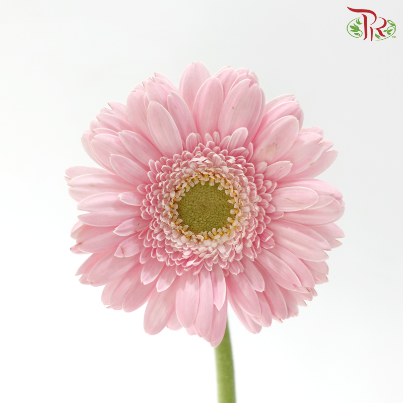 Gerbera Mini - Light Pink (9-10 Stems)