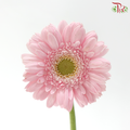 Gerbera Mini - Light Pink (9-10 Stems)
