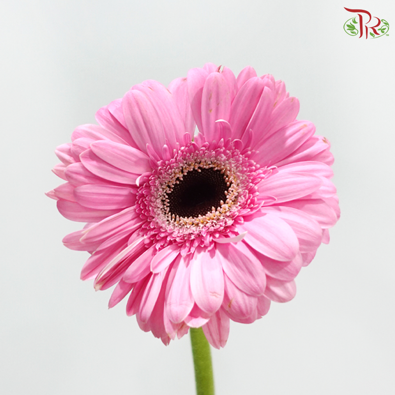 Gerbera - Pastel Pink With Black Heart (9-10 Stems)