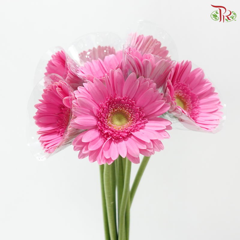 Gerbera - Pink With Green Heart (9-10 Stems)