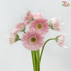Gerbera - Light Pink With Green Heart (9-10 Stems)