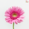 Gerbera - Pink With Green Heart (9-10 Stems)