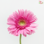 Gerbera - Pink With Green Heart (9-10 Stems)