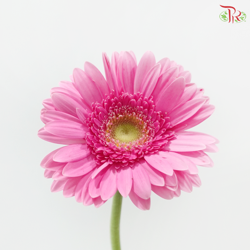 Gerbera - Pink With Green Heart (9-10 Stems)