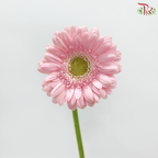 Gerbera - Light Pink With Green Heart (9-10 Stems)