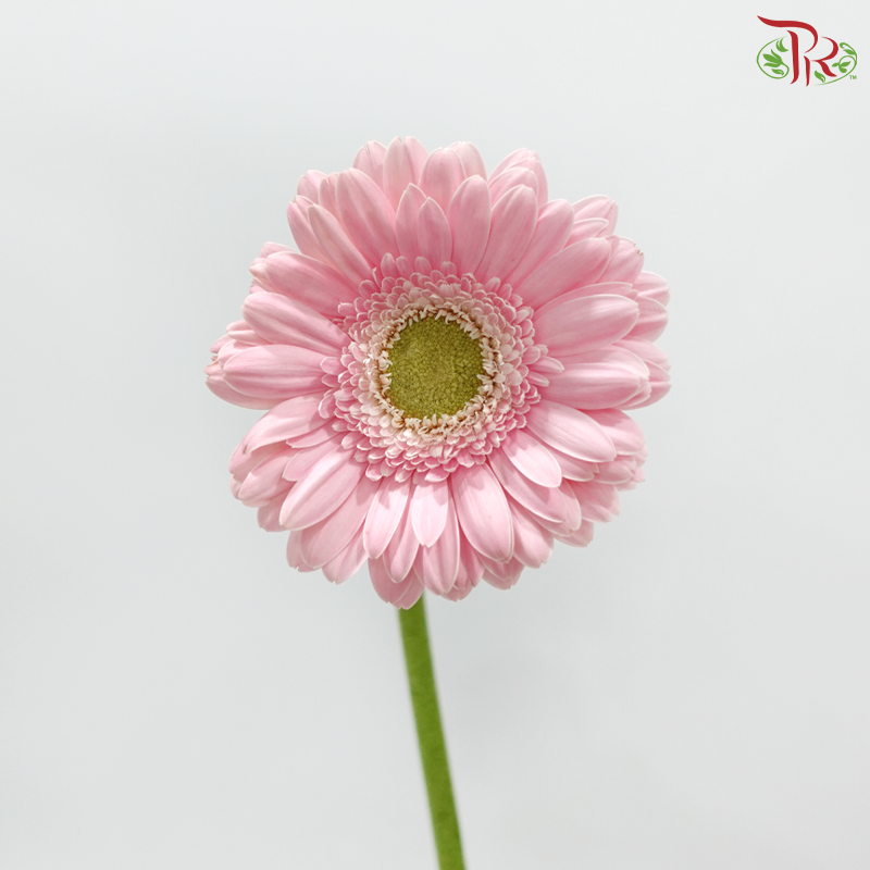 Gerbera - Light Pink With Green Heart (9-10 Stems)