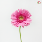 Gerbera - Pink With Green Heart (9-10 Stems)