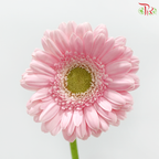Gerbera - Light Pink With Green Heart (9-10 Stems)