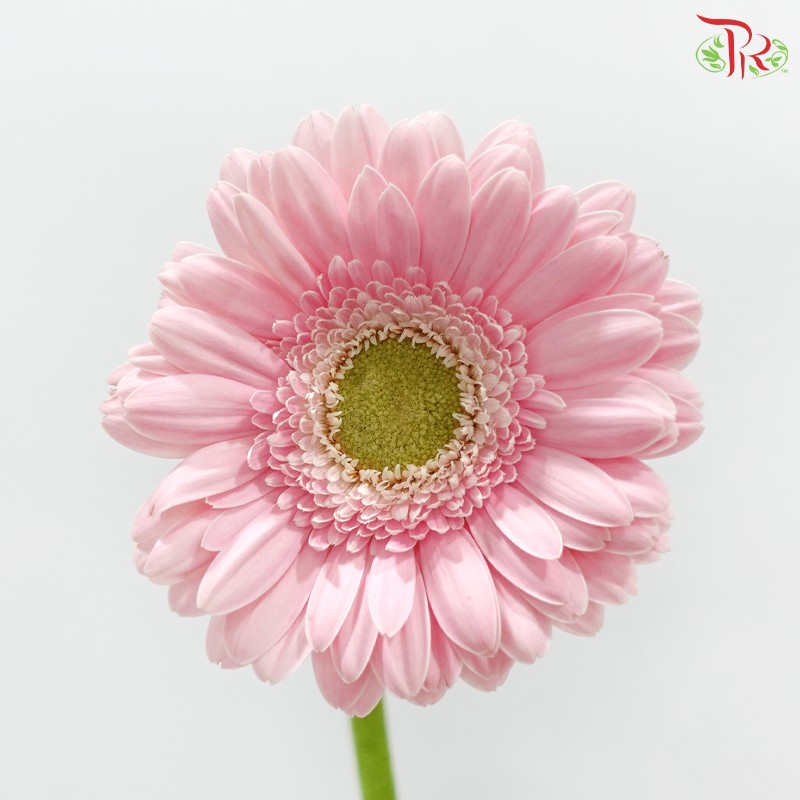 Gerbera - Light Pink With Green Heart (9-10 Stems)