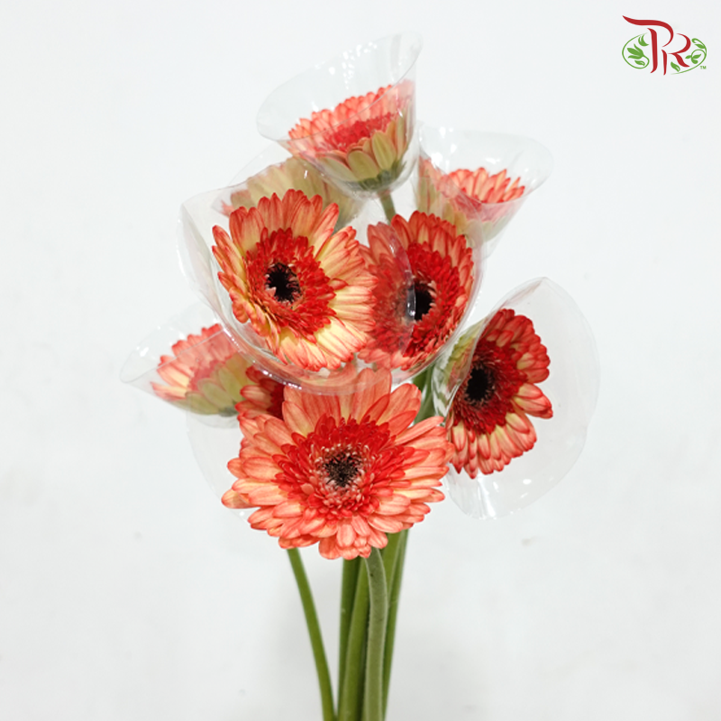 Gerbera - Shade of Orange & Yellow (9-10 Stems)