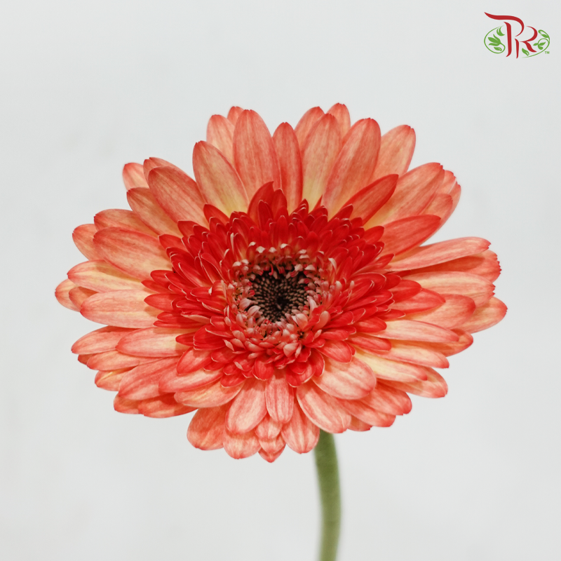 Gerbera - Shade of Orange & Yellow (9-10 Stems)
