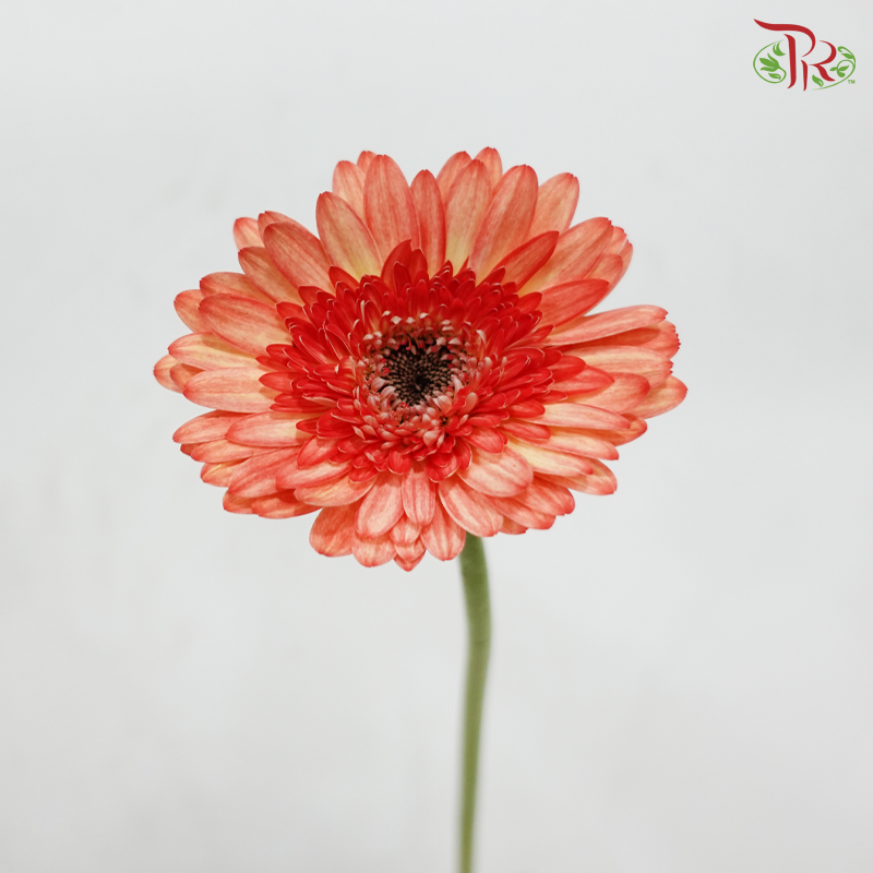 Gerbera - Shade of Orange & Yellow (9-10 Stems)