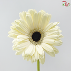 Gerbera - White With Black Heart (9-10 Stems)