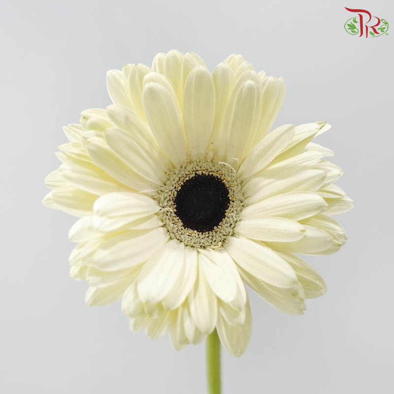 Gerbera - White With Black Heart (9-10 Stems)