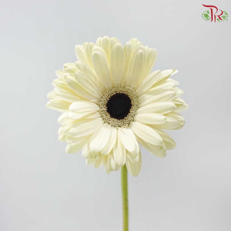 Gerbera - White With Black Heart (9-10 Stems)