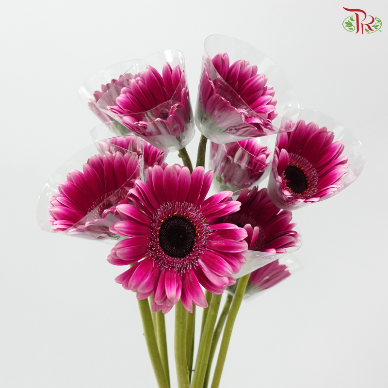 Gerbera - Fandango (9-10 Stems)