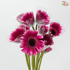 Gerbera - Fandango (9-10 Stems)