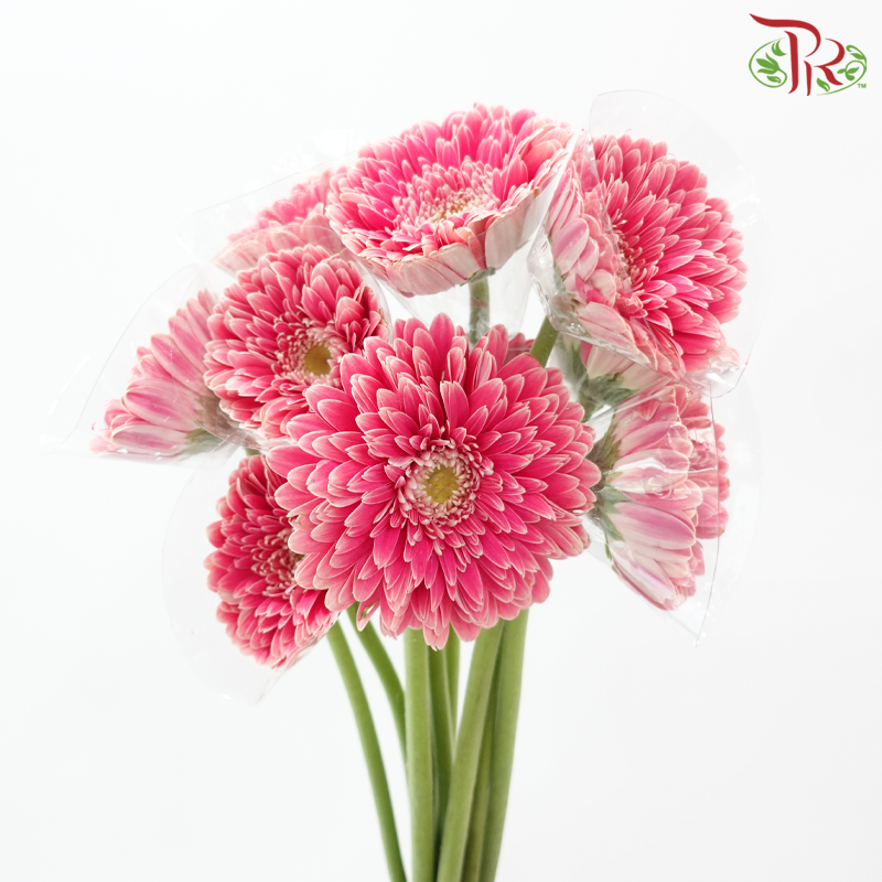 Gerbera - Cerise Pink (9-10 Stems)