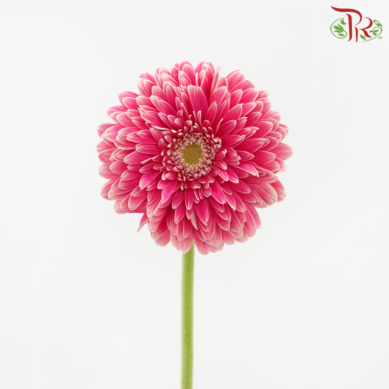 Gerbera - Cerise Pink (9-10 Stems)