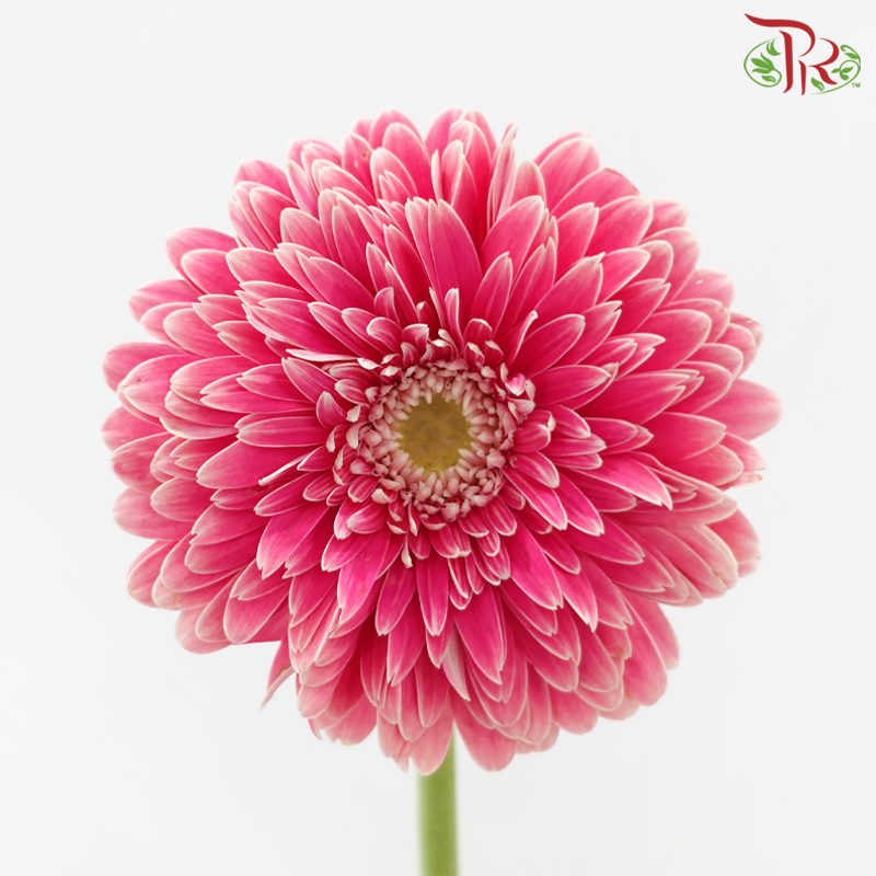 Gerbera - Cerise Pink (9-10 Stems)