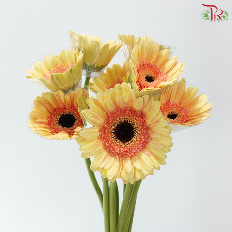 Gerbera - Dark Beige With Outline (9-10 Stems)