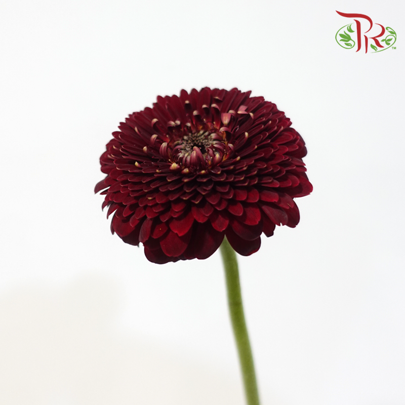 Gerbera Mini - Wine Red (5 Stems)