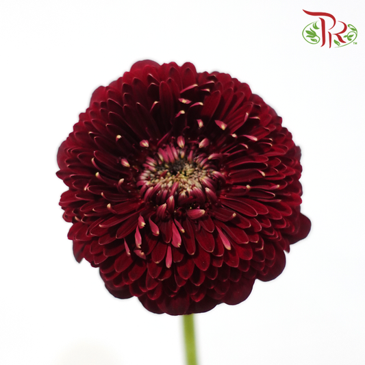 Gerbera Mini - Wine Red (5 Stems)