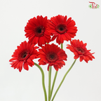 Gerbera Mini - Red (5 Stems)