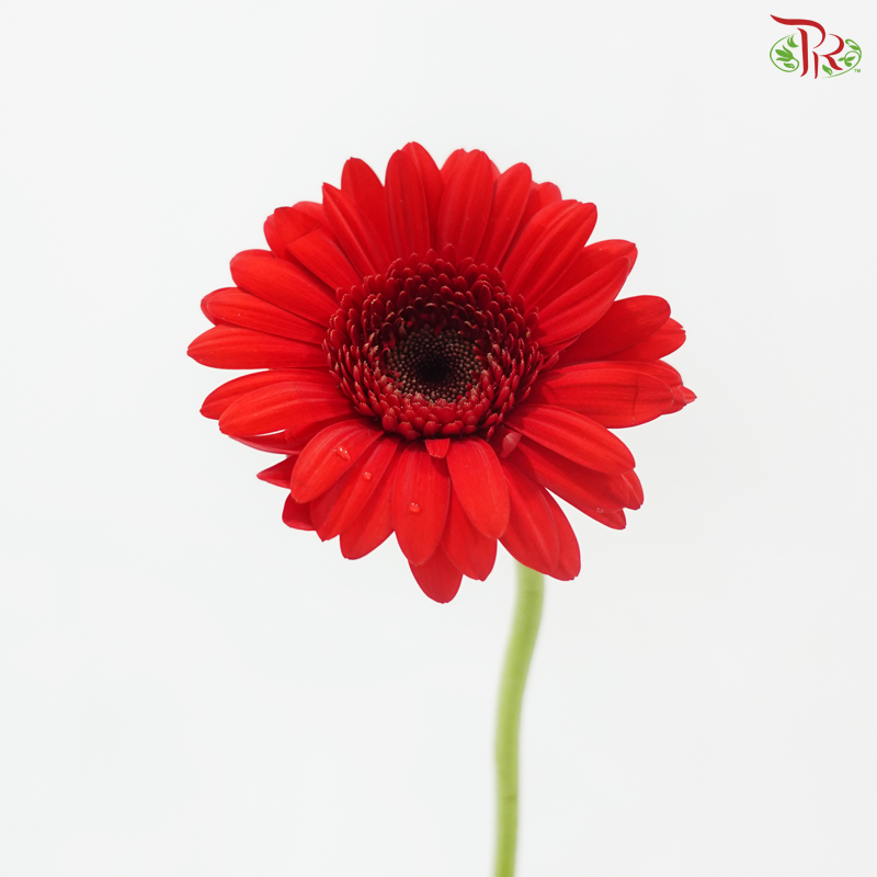 Gerbera Mini - Red (5 Stems)