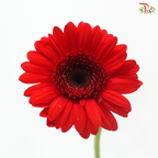 Gerbera Mini - Red (5 Stems)