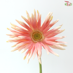 Gerbera Pasta - Peach Pink Nectar (9-10 stems)