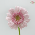 Gerbera Mini - Light Pink (9-10 Stems)