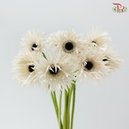Gerbera Gemini / Pasta - Cream White (9-10 Stems)