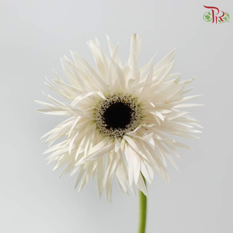 Gerbera Gemini / Pasta - Cream White (9-10 Stems)