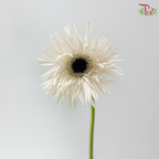 Gerbera Gemini / Pasta - Cream White (9-10 Stems)