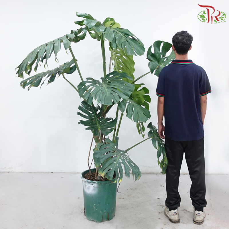 Giant Monstera Mature Form《龟背竹》