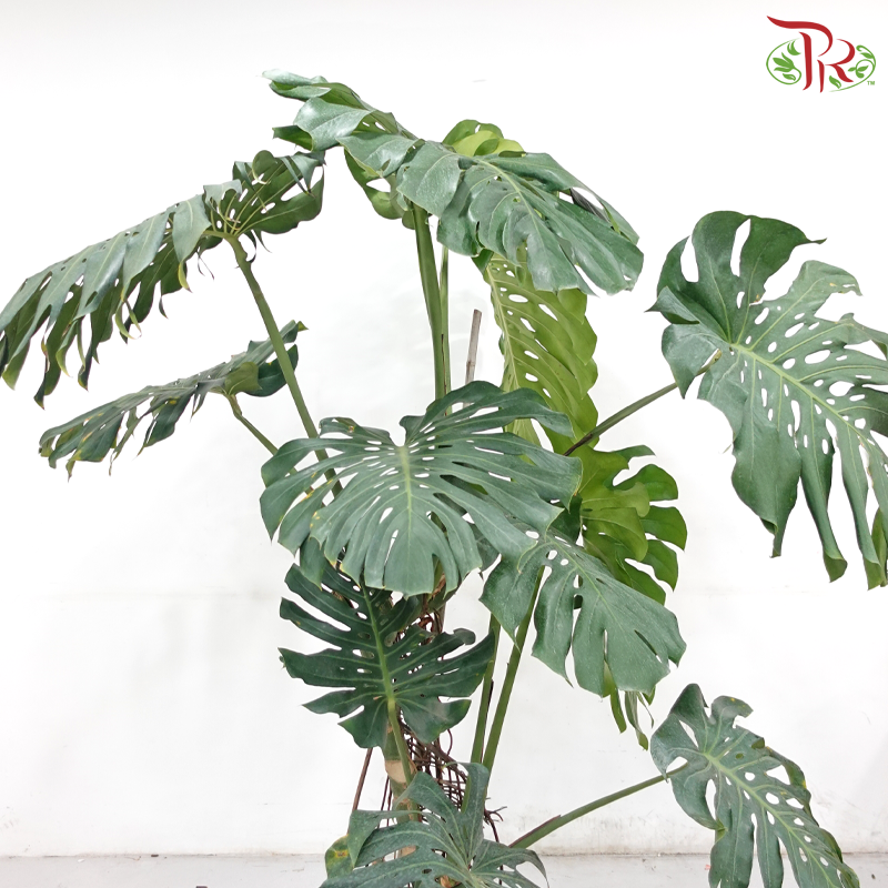 Giant Monstera Mature Form《龟背竹》