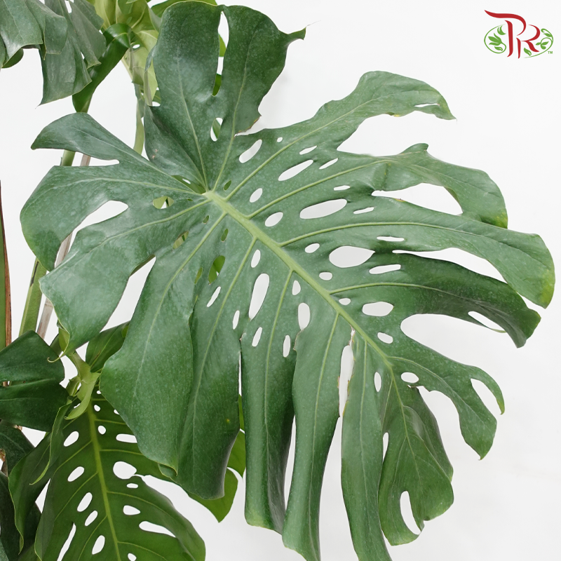 Giant Monstera Mature Form《龟背竹》