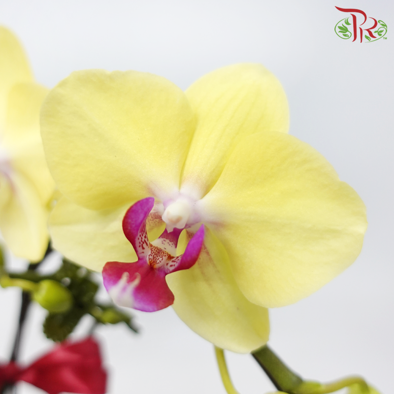 【Siri Raya 2024】Golden Elegance Orchid Majesty