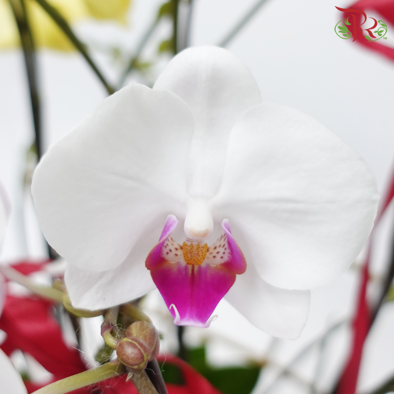 【Siri Raya 2024】Golden Elegance Orchid Majesty