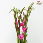 Gladiolus《剑兰》- Cherry Pink (Per Bunch)