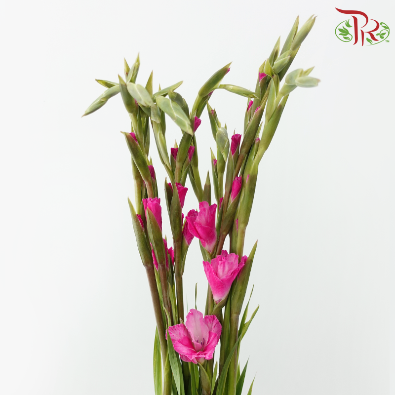 Gladiolus - Cherry Pink (9-10 Stems)