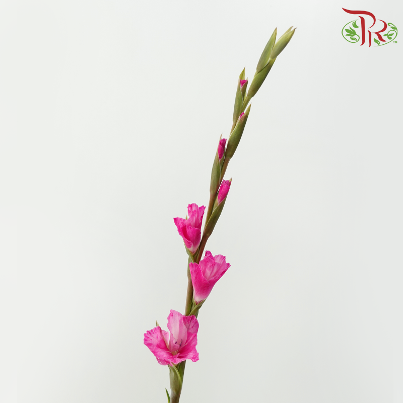 Gladiolus - Cherry Pink (9-10 Stems)