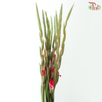 Gladiolus《剑兰》- Dark Cherry Pink (Per Bunch)