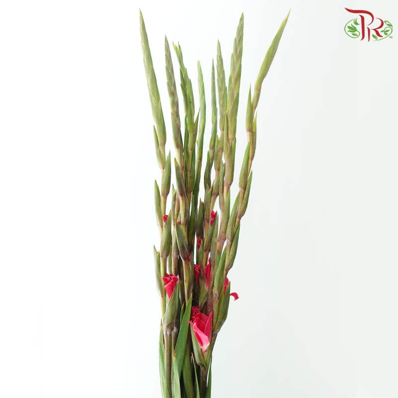 Gladiolus《剑兰》- Dark Cherry Pink (Per Bunch)
