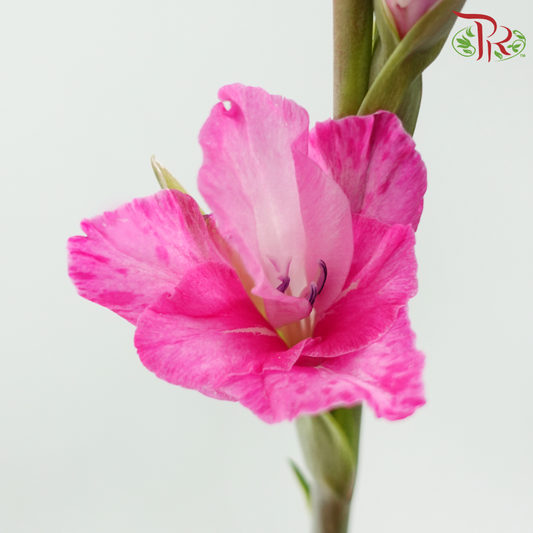 Gladiolus - Cherry Pink (9-10 Stems)