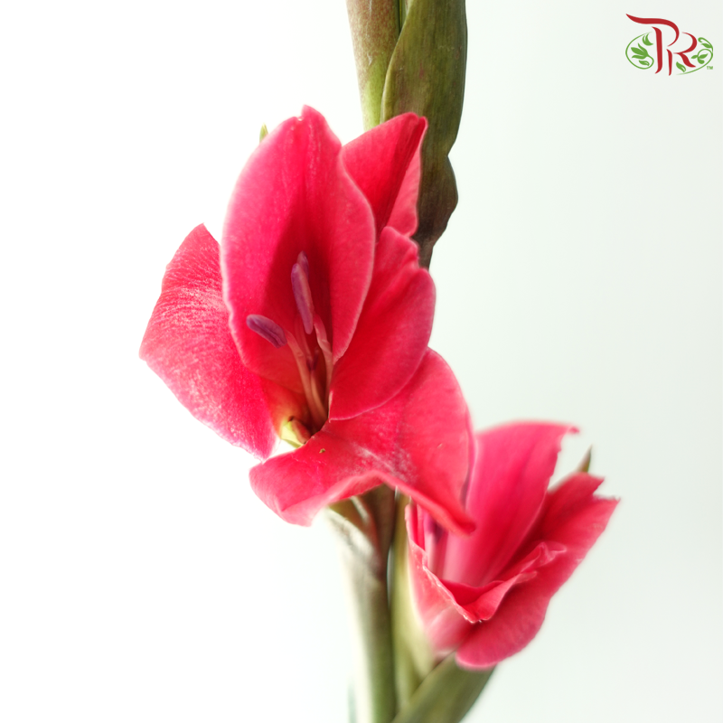 Gladiolus《剑兰》- Dark Cherry Pink (Per Bunch)